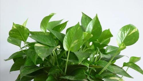 水培绿萝的花语——美丽与希望（以水培绿萝为载体）