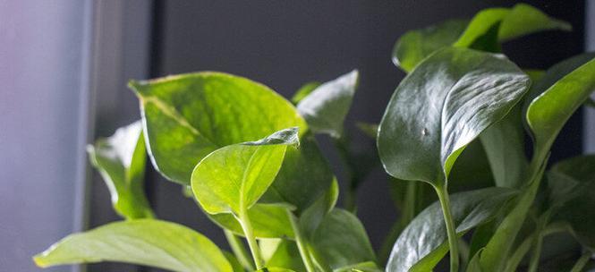 水培绿萝的花语——美丽与希望（以水培绿萝为载体）