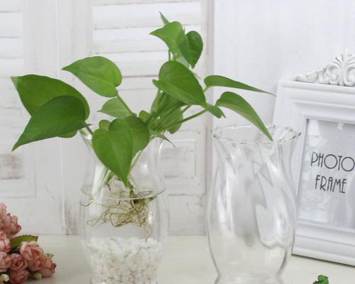 水培绿萝的花语——美丽与希望（以水培绿萝为载体）