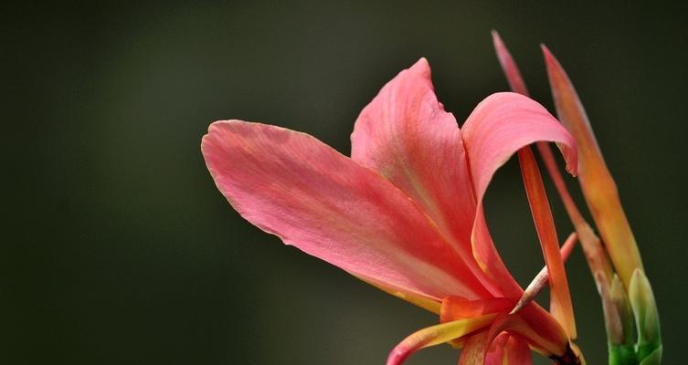 美人蕉花（探寻美人蕉花的寓意和象征）