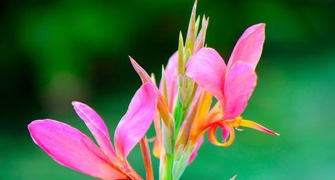 美人蕉花（探寻美人蕉花的寓意和象征）