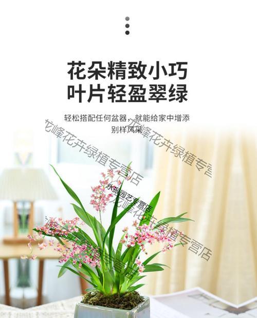 梦香兰开花少怎么办？如何正确养护以促进花多？