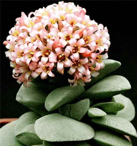 梦香兰开花少怎么办？如何正确养护以促进花多？