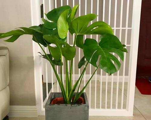 龟背竹的寓意与风水作用（从风水角度看龟背竹摆放禁忌）