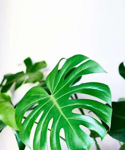 龟背竹的寓意与风水作用（从风水角度看龟背竹摆放禁忌）