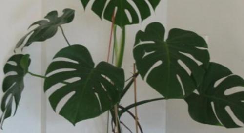 龟背竹的寓意与风水作用（从风水角度看龟背竹摆放禁忌）