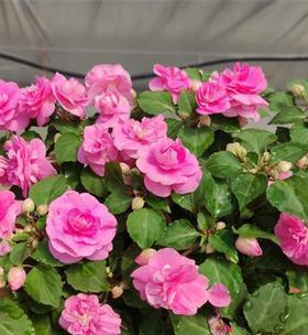 水梅花真的可以四季开花吗？揭秘其生长周期和养护技巧