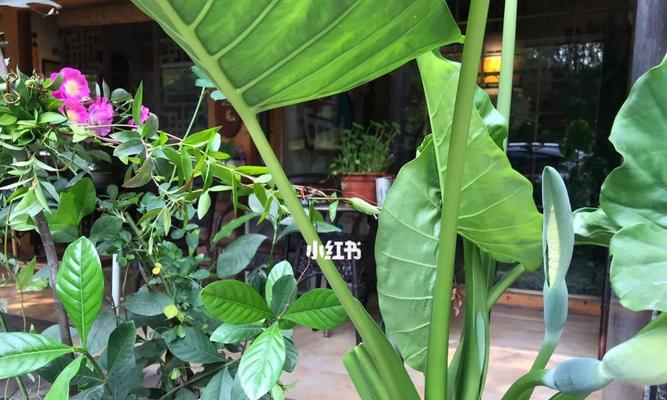 以滴水观音植物的寓意（活水润物）