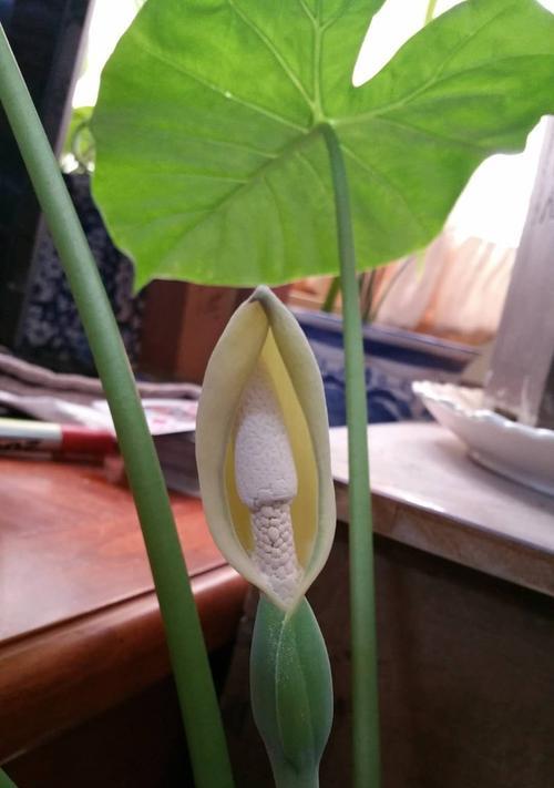 以滴水观音植物的寓意（活水润物）