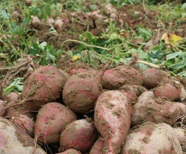 地瓜亩产量多少斤？一亩地能出多少公斤？