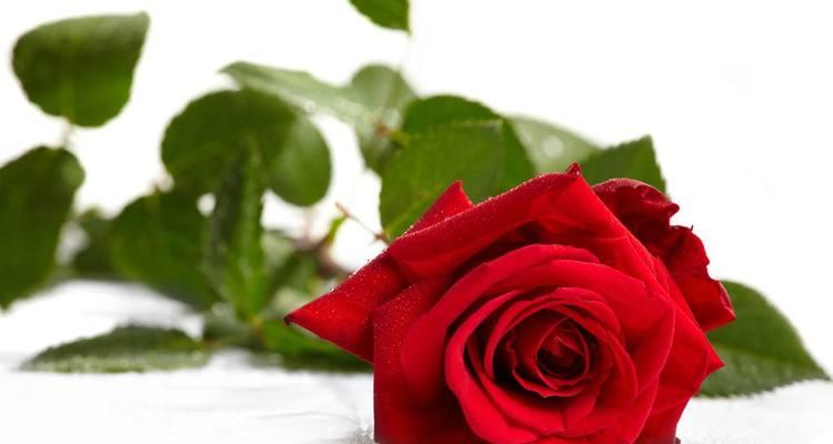 探秘玫瑰的花言花语 玫瑰花语与寓意解析