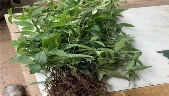 三叶青的最佳挖掘时间是什么时候？如何判断最佳采挖时机？