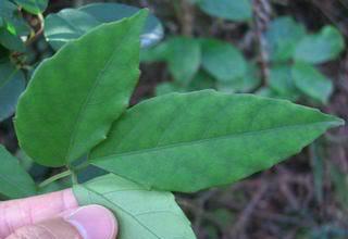 三叶青的最佳挖掘时间是什么时候？如何判断最佳采挖时机？