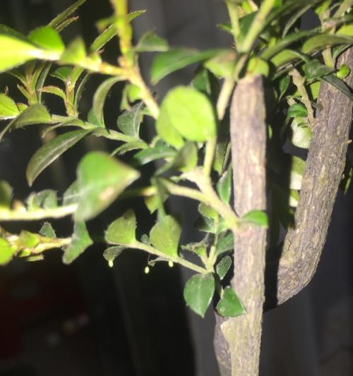 小叶紫檀掉叶子怎么办?如何有效防止和处理? 小叶紫檀掉叶子怎么办?如何有效防止和处理?