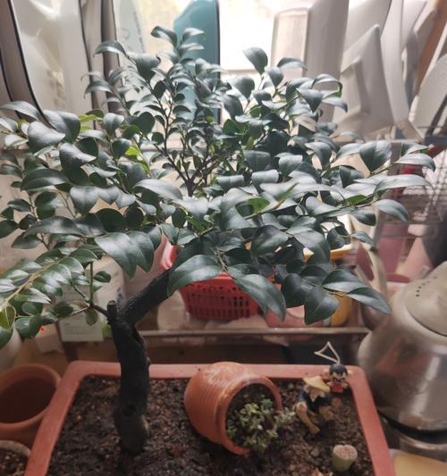 小叶紫檀掉叶子怎么办?如何有效防止和处理? 小叶紫檀掉叶子怎么办?如何有效防止和处理?