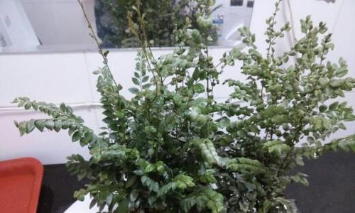 小叶紫檀掉叶子怎么办?如何有效防止和处理? 小叶紫檀掉叶子怎么办?如何有效防止和处理?