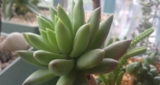 千佛手爆盆养殖技巧是什么？如何实现快速爆盆效果？