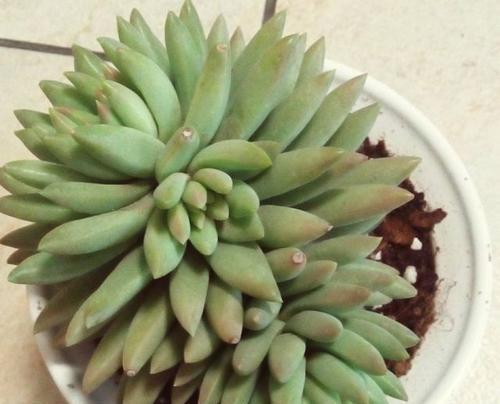 千佛手爆盆养殖技巧是什么？如何实现快速爆盆效果？