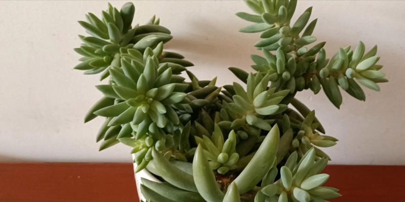 千佛手爆盆养殖技巧是什么？如何实现快速爆盆效果？