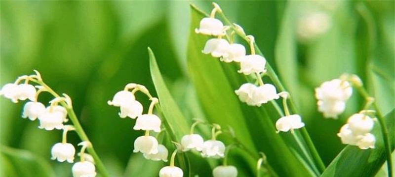 铃兰花语与寓意（探究铃兰花的美丽意义）