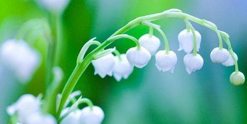 探究铃兰花的美丽意义 铃兰花语与寓意