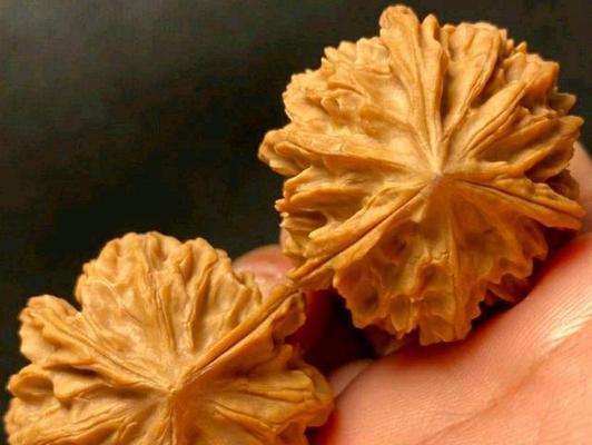 三棱核桃哪个品种最好？如何挑选优质三棱核桃？