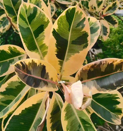 橡皮树花语与开花寓意（橡皮树花语的含义及开花寓意揭秘）