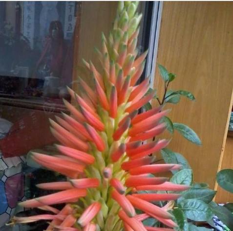 芦荟会开花吗？如果开花会是什么样子？