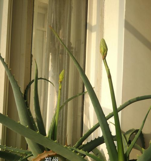 芦荟会开花吗？如果开花会是什么样子？