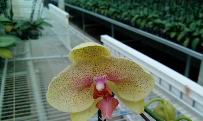 解读蝴蝶兰的象征与内涵 蝴蝶兰的花语与意义