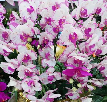 解读蝴蝶兰的象征与内涵 蝴蝶兰的花语与意义