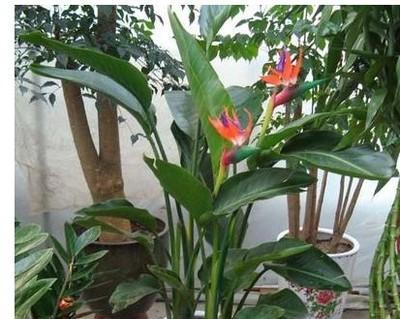 望鹤兰有毒性吗？室内养护需要注意什么？