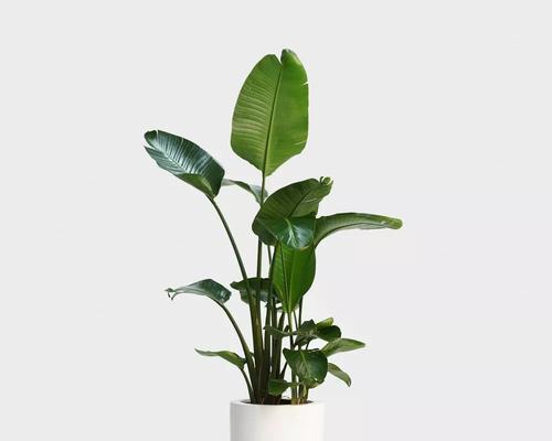 望鹤兰有毒性吗?室内养护需要注意什么?