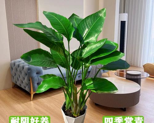 望鹤兰有毒性吗？室内养护需要注意什么？