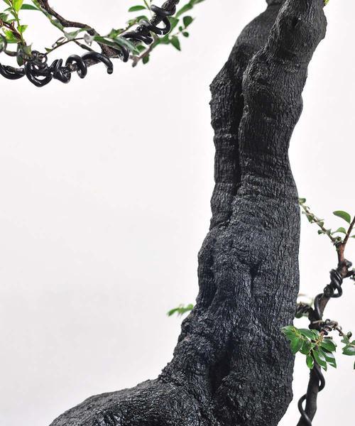 揭秘黑骨香的神奇风水寓意与摆放位置（黑骨香）