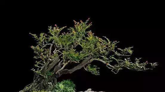 揭秘黑骨香的神奇风水寓意与摆放位置（黑骨香）