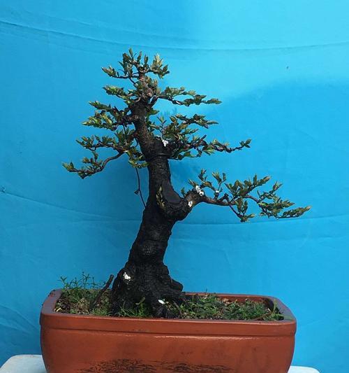 揭秘黑骨香的神奇风水寓意与摆放位置（黑骨香）