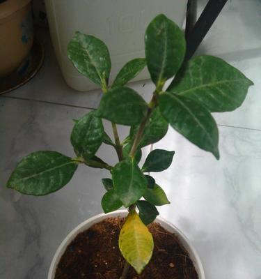 桅子花叶子发黄怎么办？如何有效处理和预防？