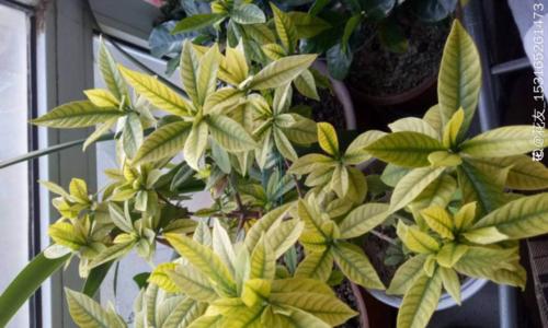 桅子花叶子发黄怎么办？如何有效处理和预防？