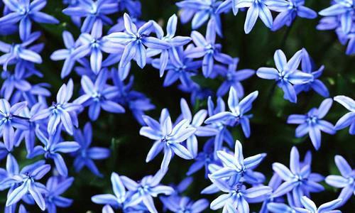 蓝色满天星（蓝色满天星的花语和象征意义）