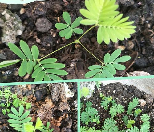 含羞草晒太阳会怎样？晒太阳对含羞草的影响是什么？