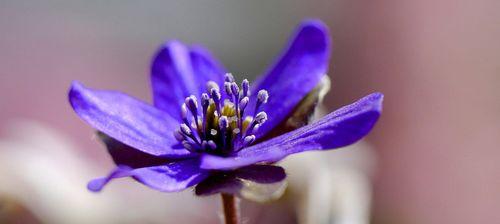 自由之花（蒲公英花语的秘密与象征意义）