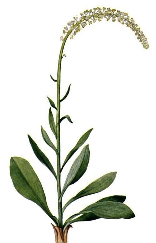 百合花序类型是什么？属于总状花序吗？