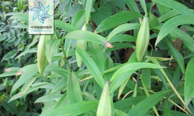 百合花序类型是什么？属于总状花序吗？