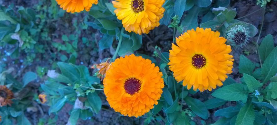 养菊花的意义与乐趣（培育美丽花园的关键秘诀）