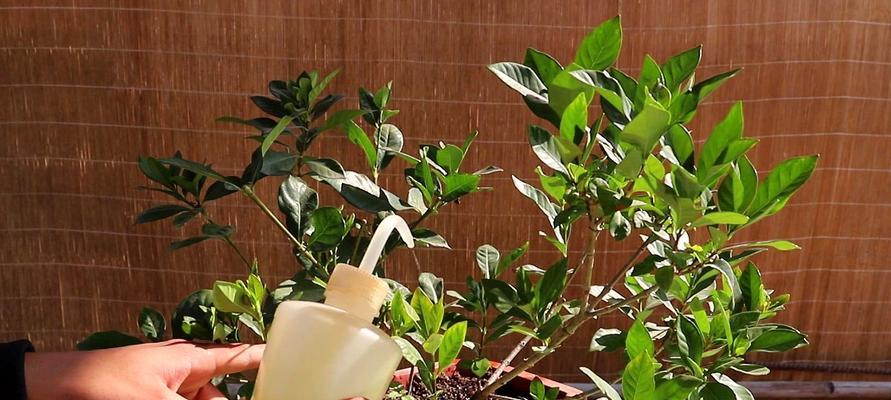 淘米水浇栀子花的效果如何?使用方法是什么? 淘米水浇栀子花的效果如何?使用方法是什么?