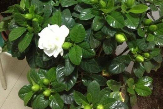 淘米水浇栀子花的效果如何?使用方法是什么? 淘米水浇栀子花的效果如何?使用方法是什么?