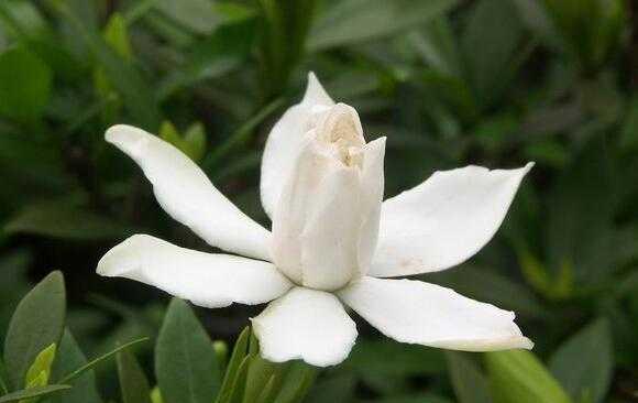 淘米水浇栀子花的效果如何?使用方法是什么? 淘米水浇栀子花的效果如何?使用方法是什么?