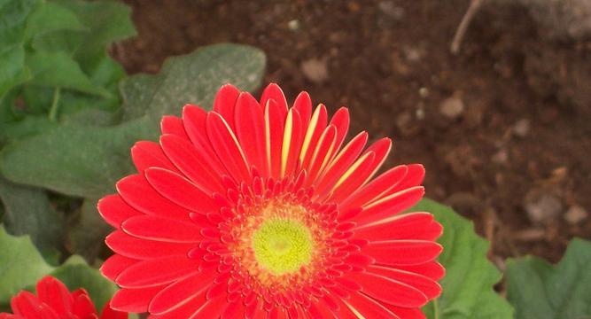 扶郎花的象征意义与文化价值