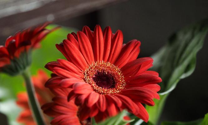 扶郎花的象征意义与文化价值